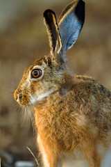 Naklejka na ściany i meble Wild hare on Brijuni National Park, Croatia
