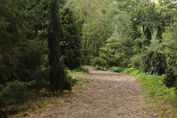 path in the forest