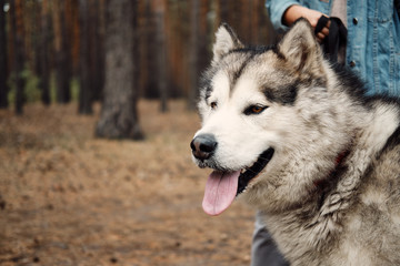 Alaskan Malamute on nature in the autumn park. Domestic pet