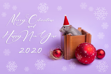 Charming pet. Decorative rat dumbo in a Santa hat in a wooden box on a lilac background.  Christmas decorations. Year of the rat. Chinese New Year. Snowflakes on the background.