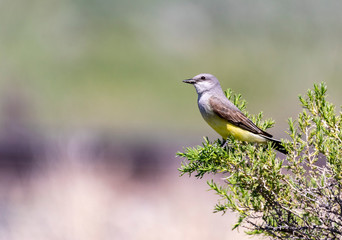 Western Kingbird