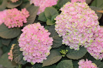pink flowers in garden