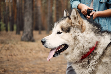 Alaskan Malamute on nature in the autumn park. Domestic pet