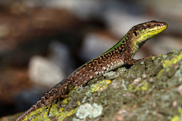 Dalmatian wall lizard  from Brijuni National Park