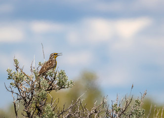 Western Meadowlark