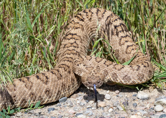 Western Rattlesnake