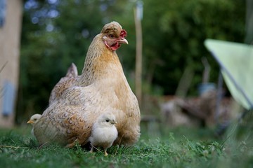 Poule poussin