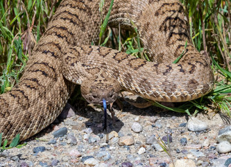 Western Rattlesnake