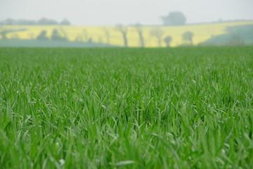 Fields in France