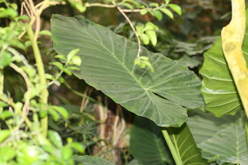 green leaves of a tree