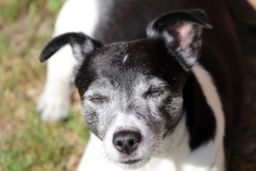 Un Jack Russel s'endort dans l'herbe