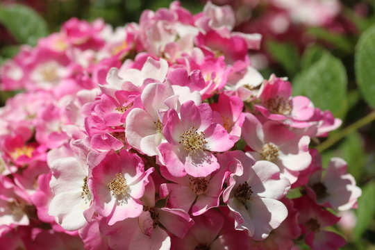 Ramblerrose (Apple blossom)