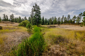 Cattails Through The Scabland