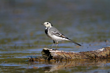 White wagtail in Brijuni National Park