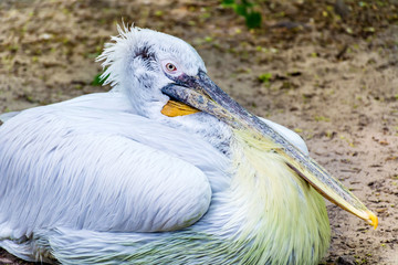 Close up of a White Pelican 