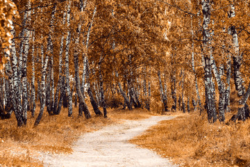 Autumn birch forest. Wonderful natural background. Fairy tale woodland