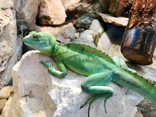 Green iguana on a stone 
