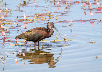 White Faced Ibis