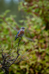 Fototapeta premium Western Bluebird