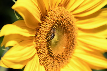 Sonnenblume mit Insekt