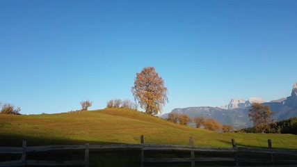 Trees in autumn colors blowing in the midst of green fields, with beautiful dolomite mountains, the Sciliar Peak, in the background