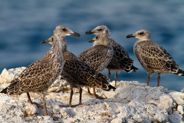 Young gulls in Brijuni National Park