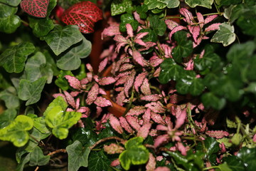 background of leaves