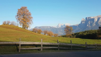 Trees in autumn colors blowing in the midst of green fields, with beautiful dolomite mountains, the Mount Sciliar, in the background