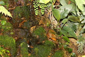 moss on stone