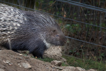 Stachelschwein