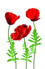 Flowers poppy on a white background, wildflowers, bouquet of flowers, flat design. Vector illustration.