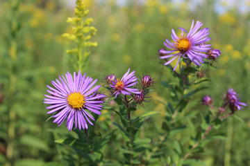 Fototapeta premium New England aster at Linne Woods restored praiirie in Morton Grove, Illinois