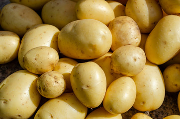 Fresh potatoes in a pile at the market.Close up shot of the potatoes at the market.Clean wash potatoes at agro market.
