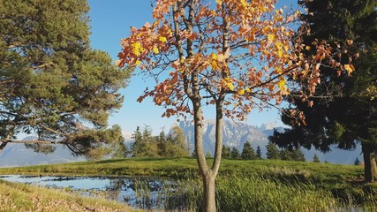 Small pond with firs and alder with autumn colors and the leaves blowing in the wind, with Mount Sciliar in the background, Renon Plateau, Alto Adige - South Tyrol, Italy