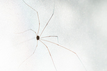 Harvestmen spider under the tree, Daddy long legs wild life