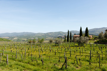 Fototapeta na wymiar Vineyard and winery in the Chianti region of Tuscany, Italy, with the grape vines growing in the foreground