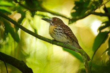 White-whiskered Puffbird - Malacoptila panamensis  resident breeding bird from southeastern Mexico to central Ecuador, known as the white-whiskered softwing, found in forests