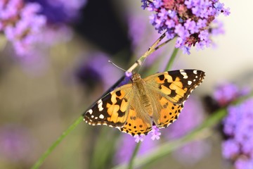 Fototapeta na wymiar Painted Lady Butterfly, Jersey, U.K. Macro image of a striking insect.