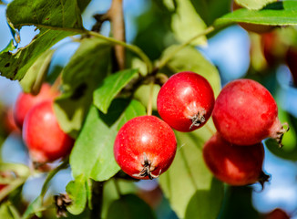 Great little crop of beautiful apples, Ranetki in an abandoned garden.