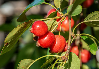 Great little crop of beautiful apples, Ranetki in an abandoned garden.