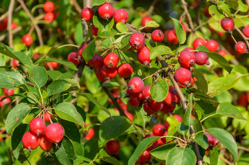 Great little crop of beautiful apples, Ranetki in an abandoned garden.