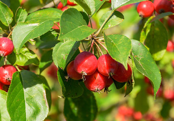 Great little crop of beautiful apples, Ranetki in an abandoned garden.