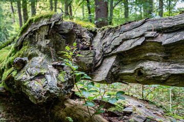 Old tree in deciduous forest. The trunk of a deciduous tree in Central Europe.