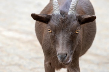 Afrikanische Zwergziege