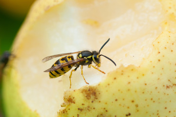 Wasp sucks the juice out of the fruit.Wasp on pear