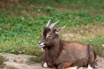 Afrikanische Zwergziege