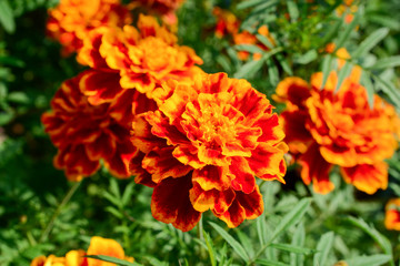 Orange marigold flowers close-up background.