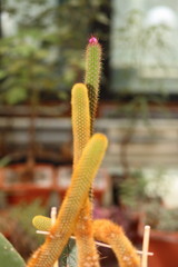 cactus in garden