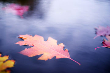 Bright autumn oak red and yellow leaves in blue water, soft focus. Autumn background