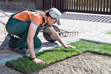 Natural Grass Turf Professional Installer. Gardener Installing Natural Grass Turfs Creating...